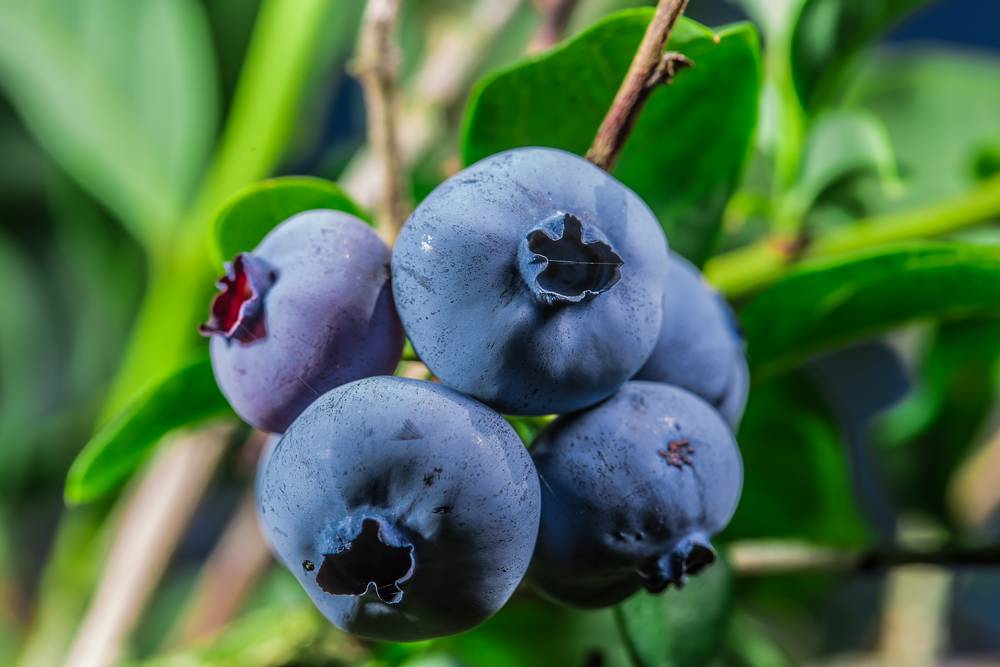 吃蓝莓有哪些好处