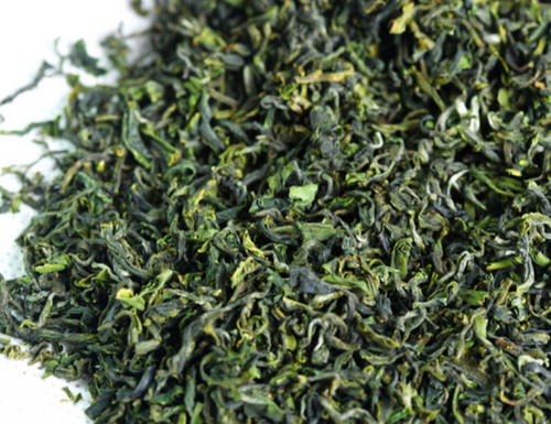 日照绿茶春茶已开始预订