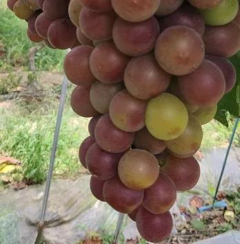 葡萄保存的方法