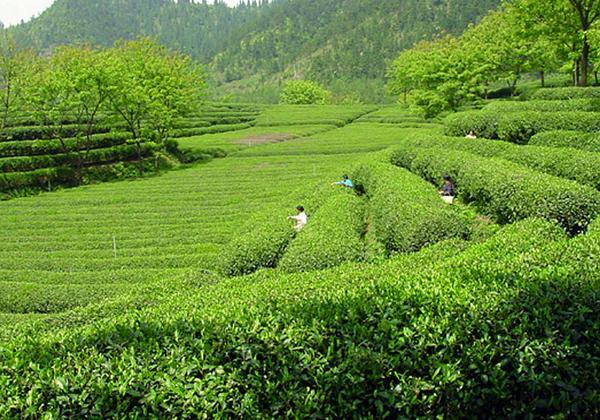 日照绿茶中国最北方的茶