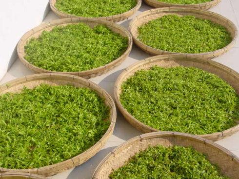 日照绿茶新茶什么时候上市