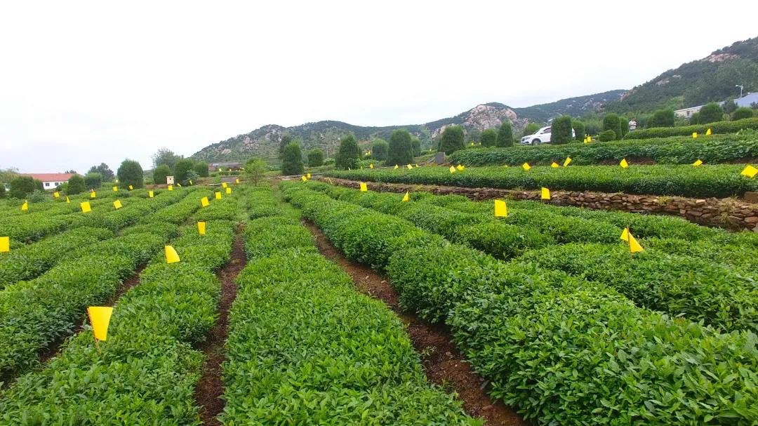 日照绿茶春茶什么时候最好喝