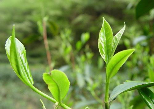 日照绿茶夏茶怎么样？