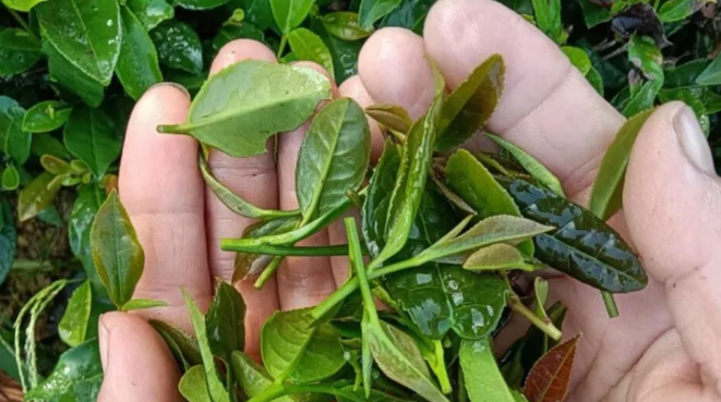 日照绿茶秋茶——秋白露